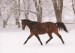 Koník na sněhu