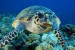 Mořská želv