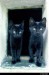 Dvě černé kočky