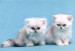 Dvě bílá koťata